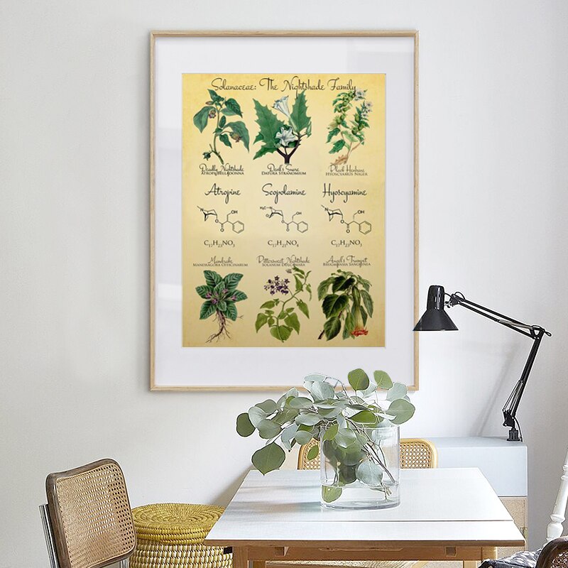 Tappning botanisk affisch skriver ut dödlig nattskugga retro dekoration målning trolldom apotekare örter bild