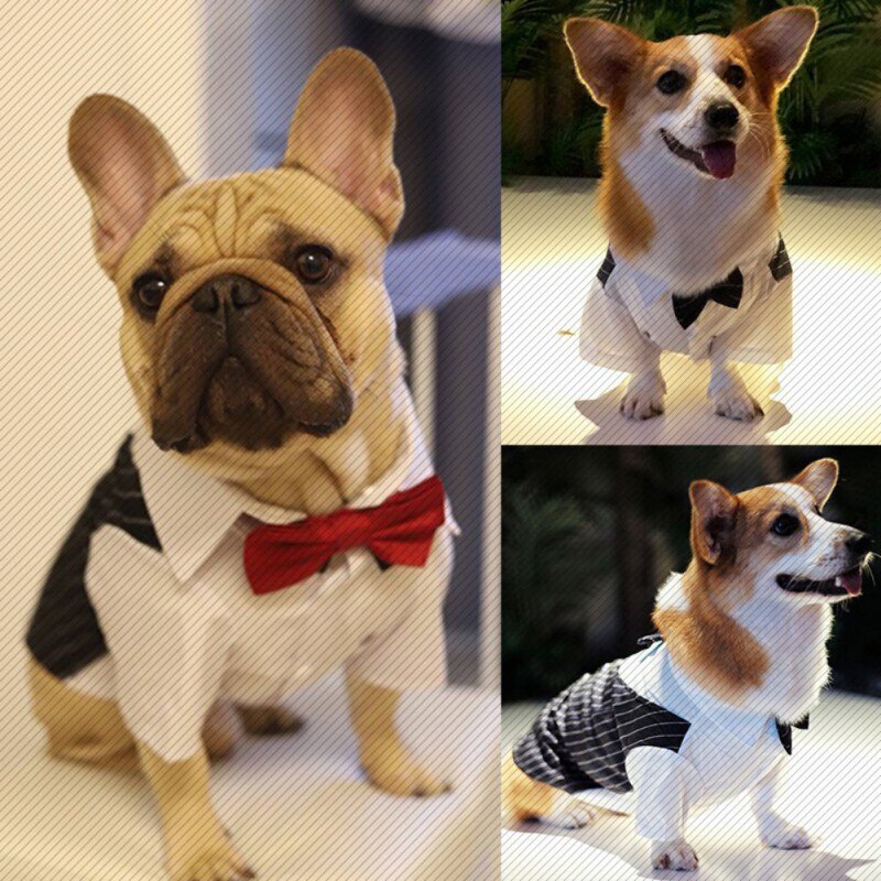 Costume de mariage pour chien et chat, chemise formelle avec nœud papillon, tenue de printemps et d'été pour animal de compagnie