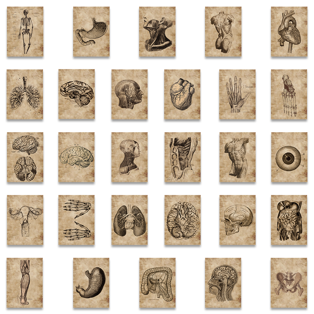 56Pcs Human Anatomy Physiology Heart Skull Internal Organs Sticker Skeleton Graffiti Stickers Luggage Laptop Sticker