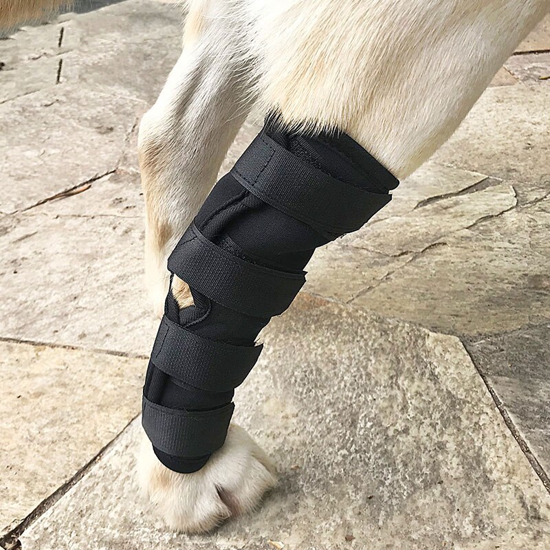Sorte ben bøjle kæledyr hund knæhock beskytter hunde pad terapeutisk støtte stødsikker udendørs træning beskytte