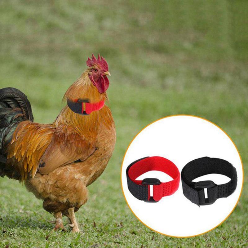Collar de gallo sin cuervos, Collar de pollo, sin ruido, banda para el cuello antigancho, suministros de herramientas para mascotas, 2 uds.