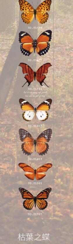 Vlinder Collector Series Leuke Dromerige Washi Masking Tape Stickers Bloem Scrapbooking Briefpapier Decoratieve Lange Strip Tape: 5