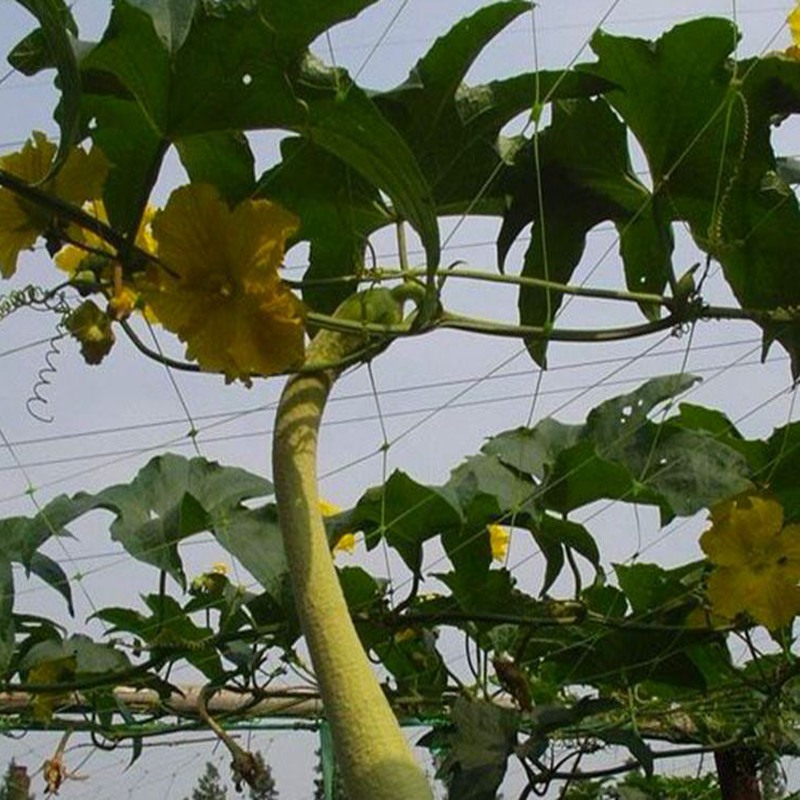 Malla de plástico para plantas trepadoras, marco de red de soporte para flores, pepino, 1,7x4m, 10x10cm, 1 unidad