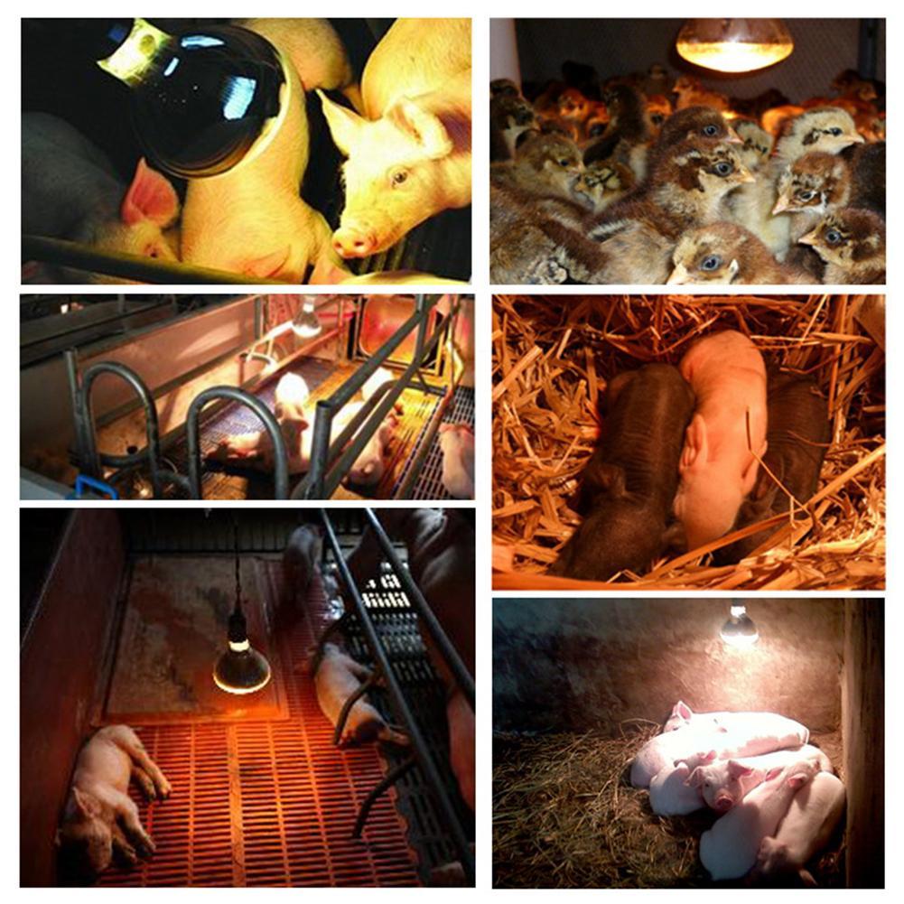 Luz térmica para granja, suministros de iluminación para Preservación de reptiles, calor para lámpara de cerdo, pollo, rayos infrarrojos, escotilla LED para perros y gatos, 1 unidad