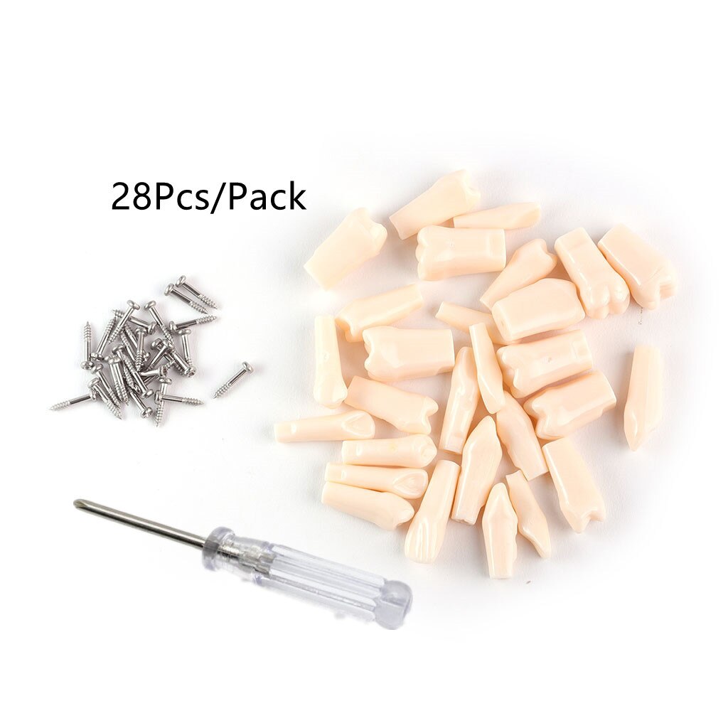 Dental Model Training Typodont Teeth Model With Removable Teeth Standard Teaching Gum Study Dentistry Demonstration Replacement: 28PC Teeth