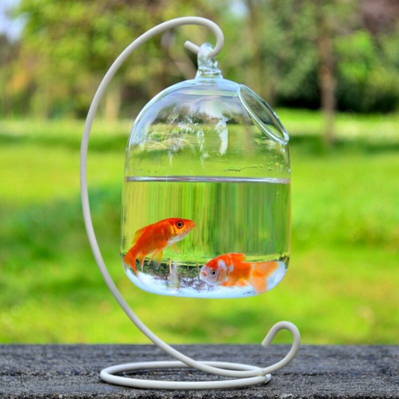 Hängande glas vas akvarium svart hylla guldfisk tank tillbehör: W