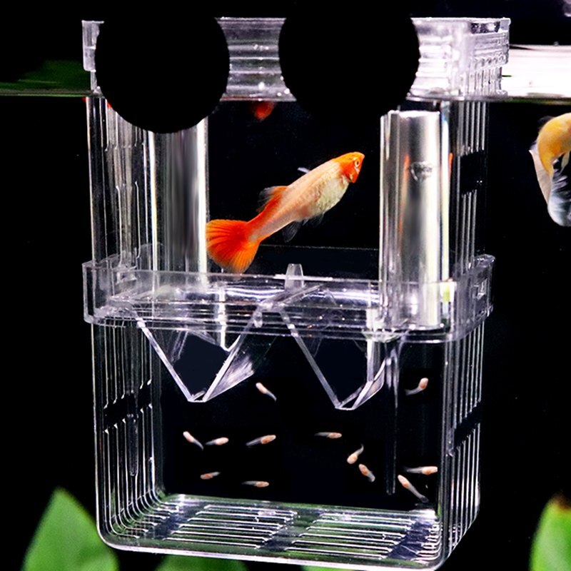 Fish Viewing Box Breeder Box Hatching Incubator Fishing S