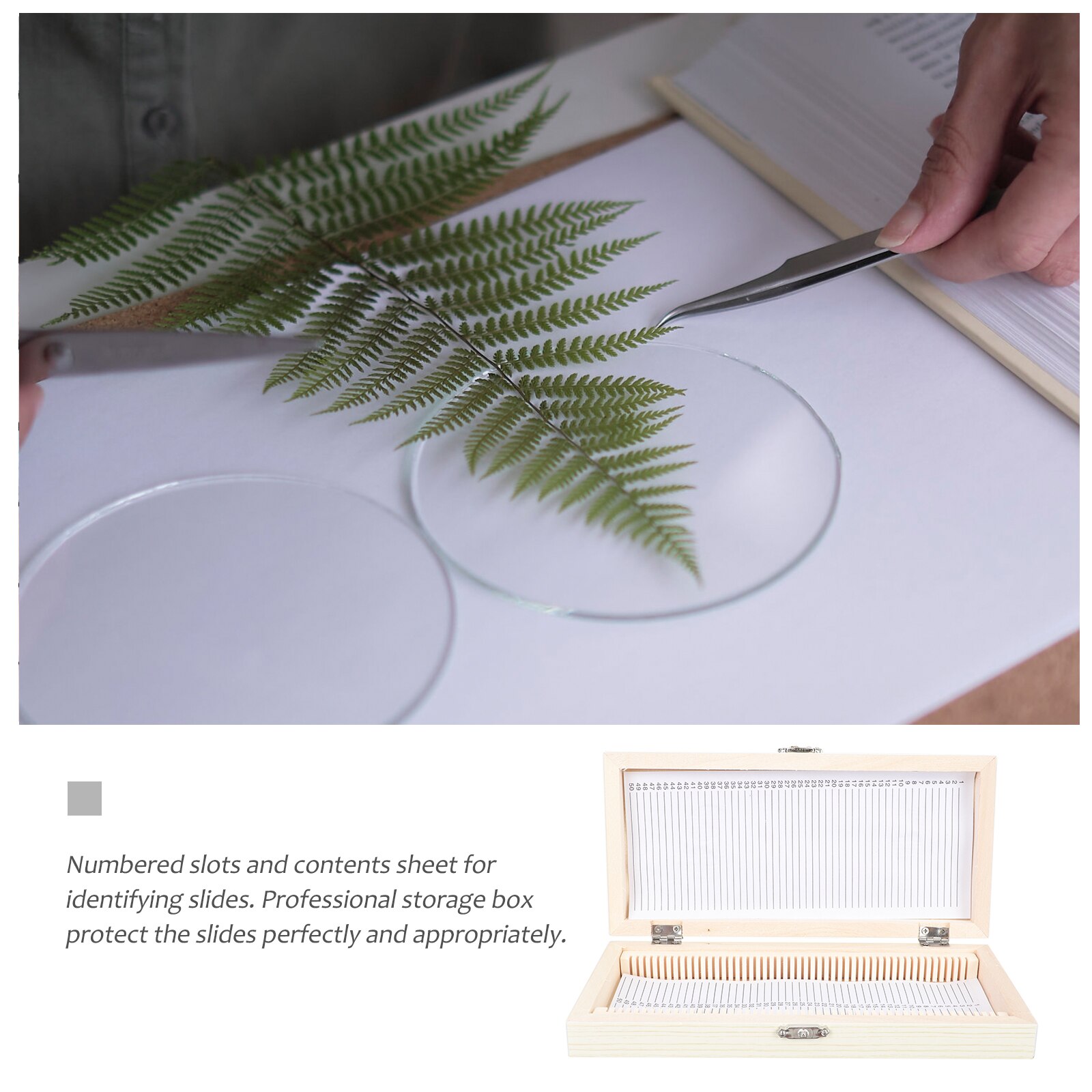 Wooden Specimen Slide Storage Box 50-Slot Plant Insect Specimen Slide Case