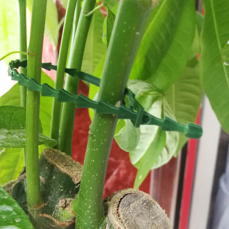 Abraçadeiras de plástico ajustáveis para plantas, reutilizáveis, para jardim, plantas, videira, árvores, arbustos, suporte, prendedor, anéis de envoltório