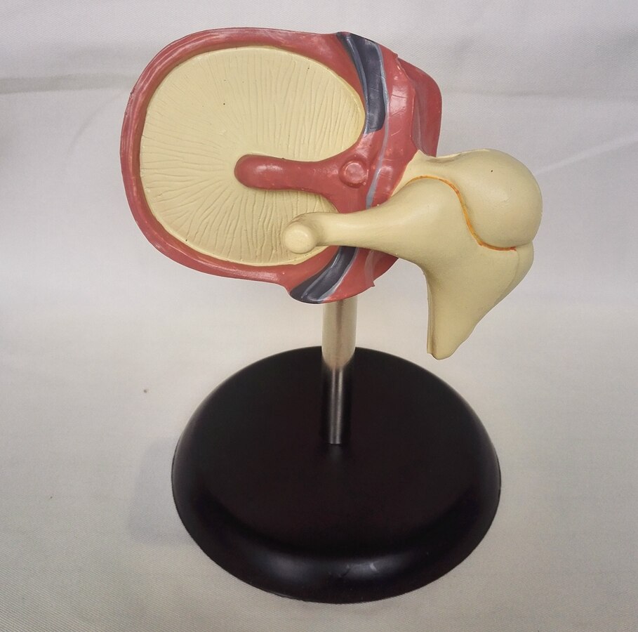 Menselijk Cochlea Vergroten Model Cochleair Anatomie Het Binnenoor Labyrint Model Medische Onderwijs Model Medische Organen Onderwijs Supply