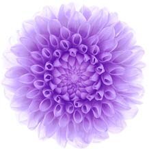 Phone Holder попсокет Lovely Flower Pattern Smartphone pocket socket Desk Stand Hand Finger Phones Ring Grip: Choose 14