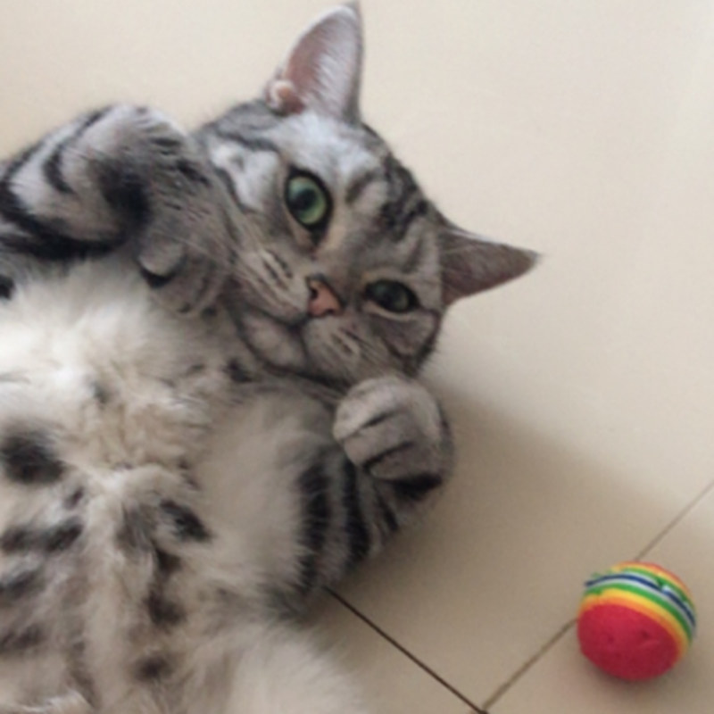 Kat Levert 3.5cm Kat Bal Speelgoed voor Puppy Kat Interactieve Spelen Chew Speelgoed Rammelaar Kras EVA Ball voor Pet kat Training