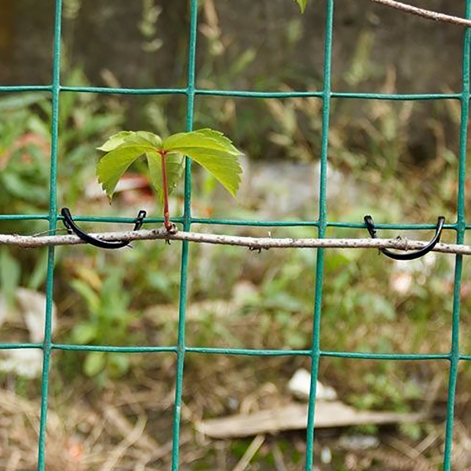 Gancho de amarre de vides de 1000 piezas, Clips de sujeción de tallo de tomate, kiwi, uva, pepino, rama de fruta vegetal, hebilla atada, soporte de escalada
