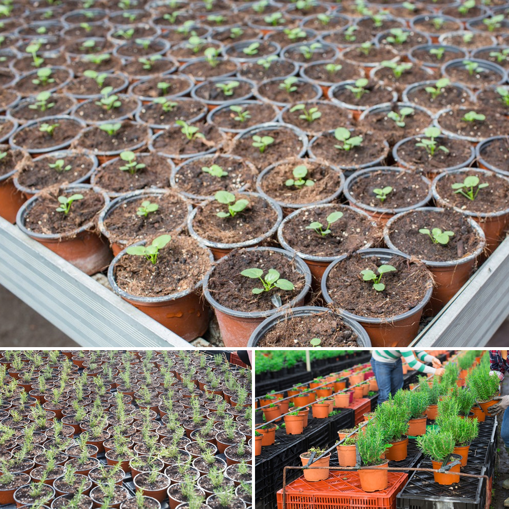 20/50PCS 9/10/11/12/15cm Huis Tuin Plastic bloempot voor Bloem Vetplanten Kwekerij Transplantatie Groeiende Cup Zaden Beginnende Trays
