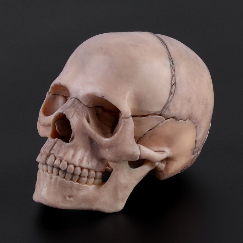 15 Stks/set 4D Gedemonteerd Schedel Anatomisch Model Afneembare Medische Onderwijs Tool