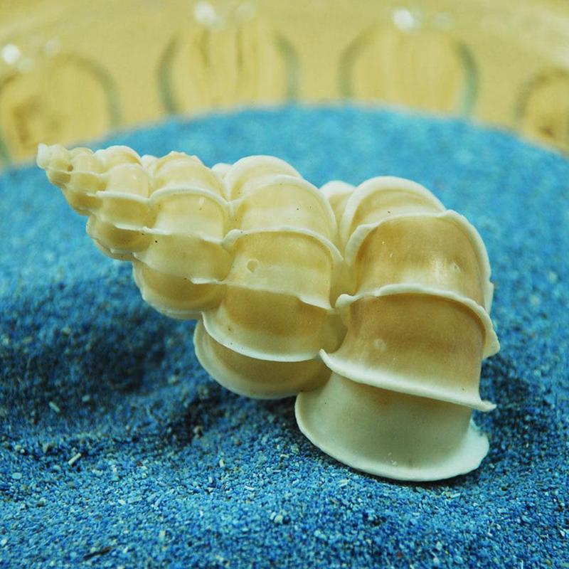 Chishi Snail Specimen Conch Shell White Collection Use A2P5