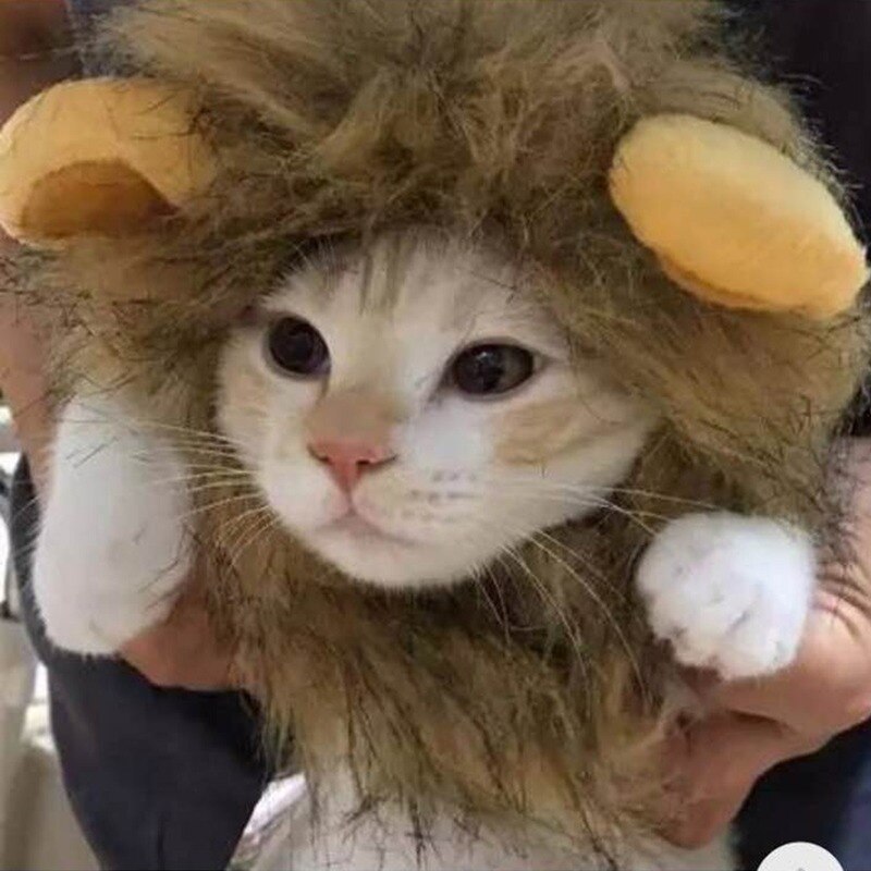 Leuke Leeuw Manen Kat Pruik Funny Pet Kleding Hond Kat Cap Hat Kostuum Cosplay Jurk Met Oor Party Interactieve speelgoed Dierbenodigdheden