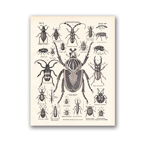 Vintage De Kever Familie Print Biologie Onderwijs Poster Van 1904 Encyclopedie Britannica Retro Poster Kraftpapier: Black / 42x30cm No Frame