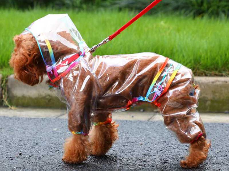 Hunde regnfrakk hette vanntett jakke kjæledyr jumpsuit gjennomsiktige klær til små mellomstore hunder bamse chihuahua doggyzstyle: Regnbue / 2xl
