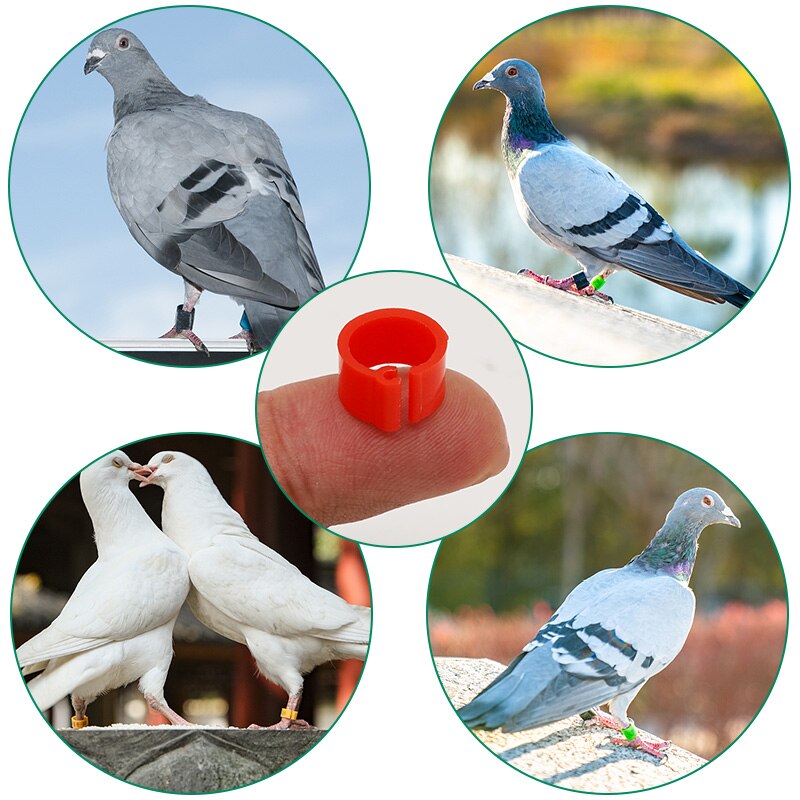 100Pcs 11Colors Birds Feet Rings Inner Diameter 8Mm Width 7Mm Plastic Clip Ring Pigeon Dove Quail Foot Ring Farm Animal Carrier