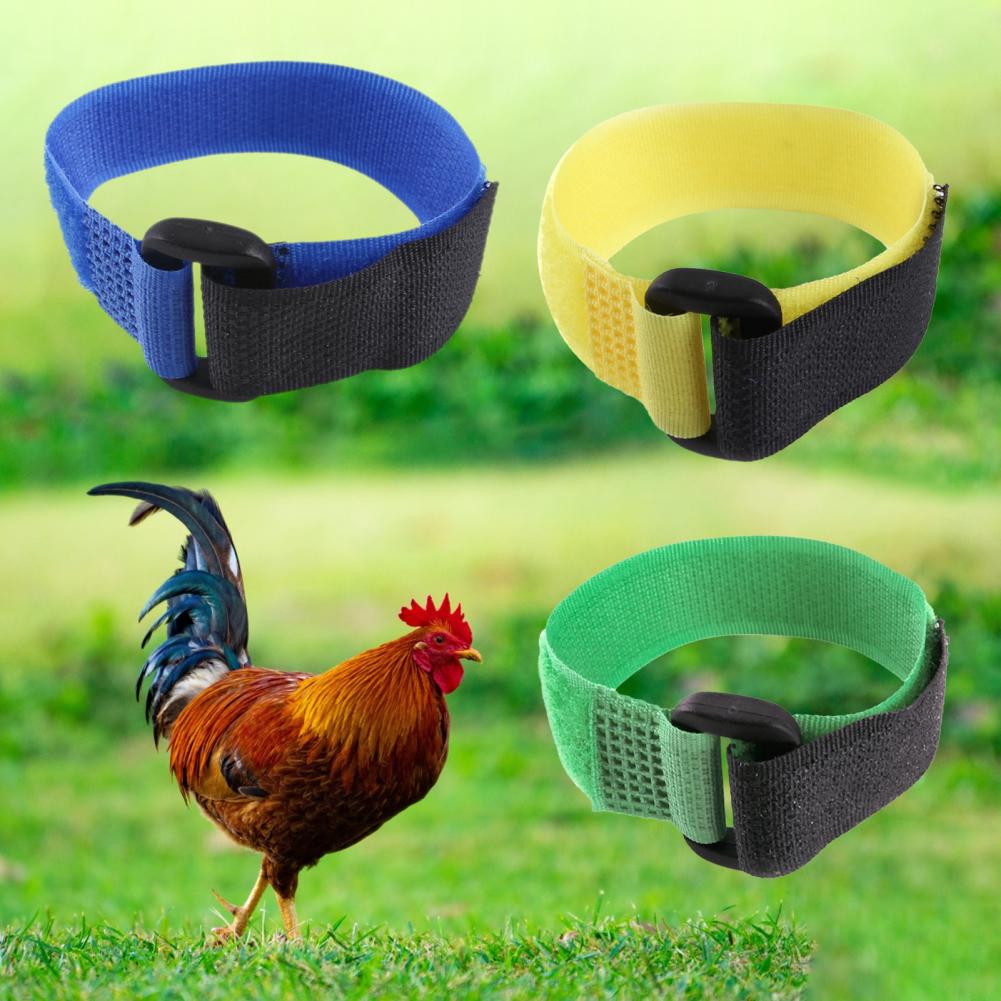 Anti-Cock Kraaiende Vakmanschap Anti-Haak Haan Kraag Pluimvee Supplies