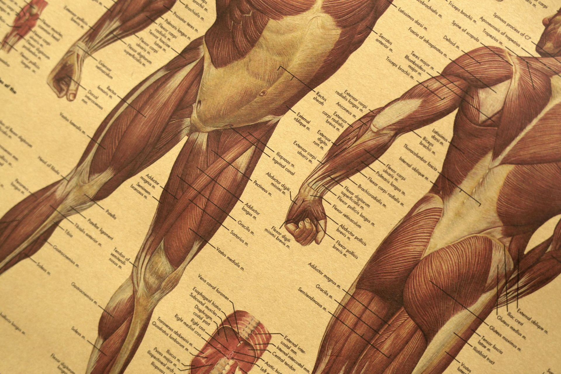 Illustrazione del corpo umano-tessuto muscolare carta kraft poster retrò aula museo pittura decorativa poster e stampe