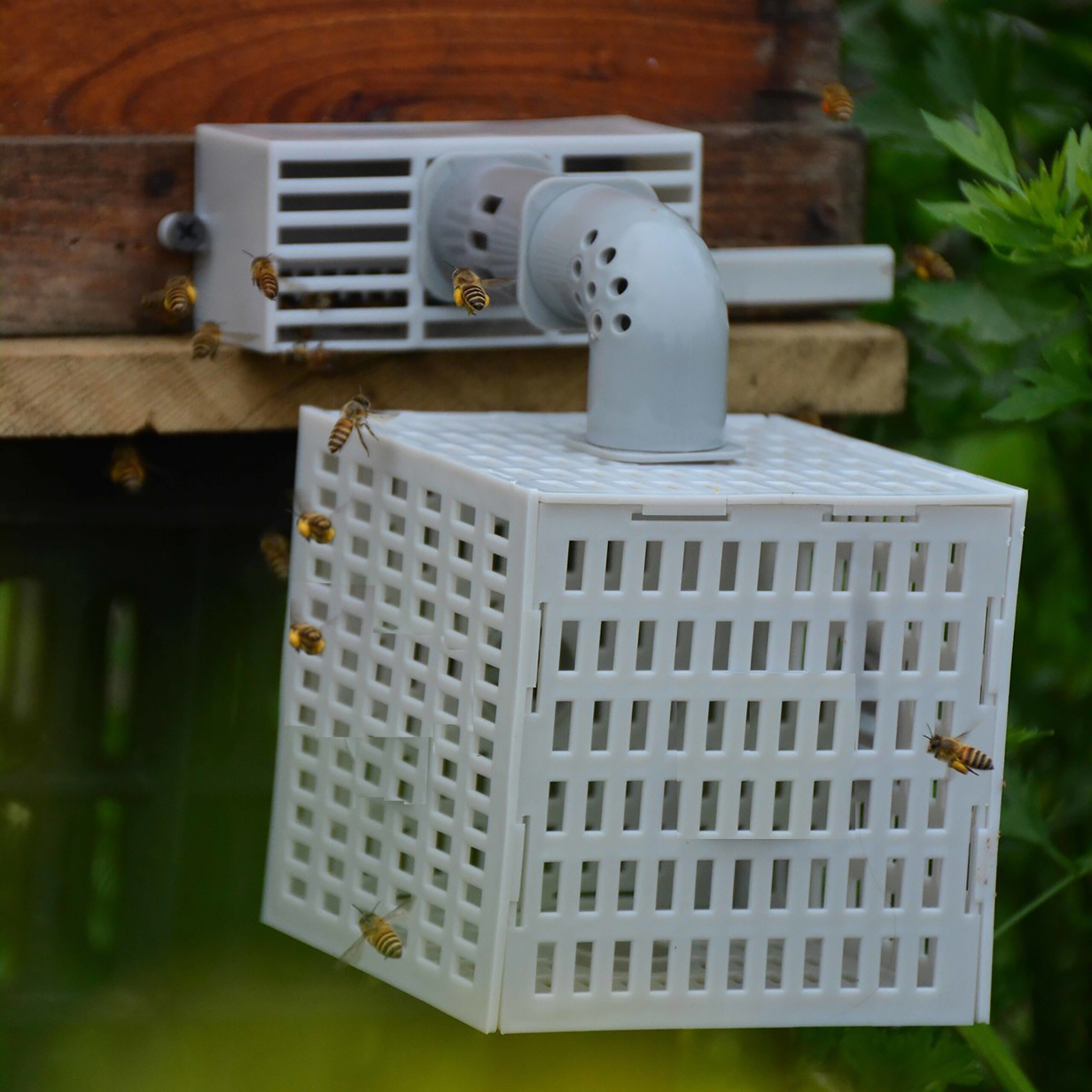Automatische Bee Divider Bijenteelt Divide Bee Tool Voorkomen Ontsnappen Bijen Verwijderen Mannelijke Bee Imker Gereedschap Bijenkorf Accessoires