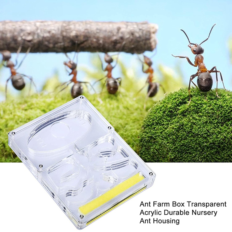 Boîte d&#39;élevage de fourmis en acrylique, ferme de fourmis, nid d&#39;insecte, boîte d&#39;alimentation de ferme, coffret de ferme de fourmis éducatif, Kit de ferme de fourmis