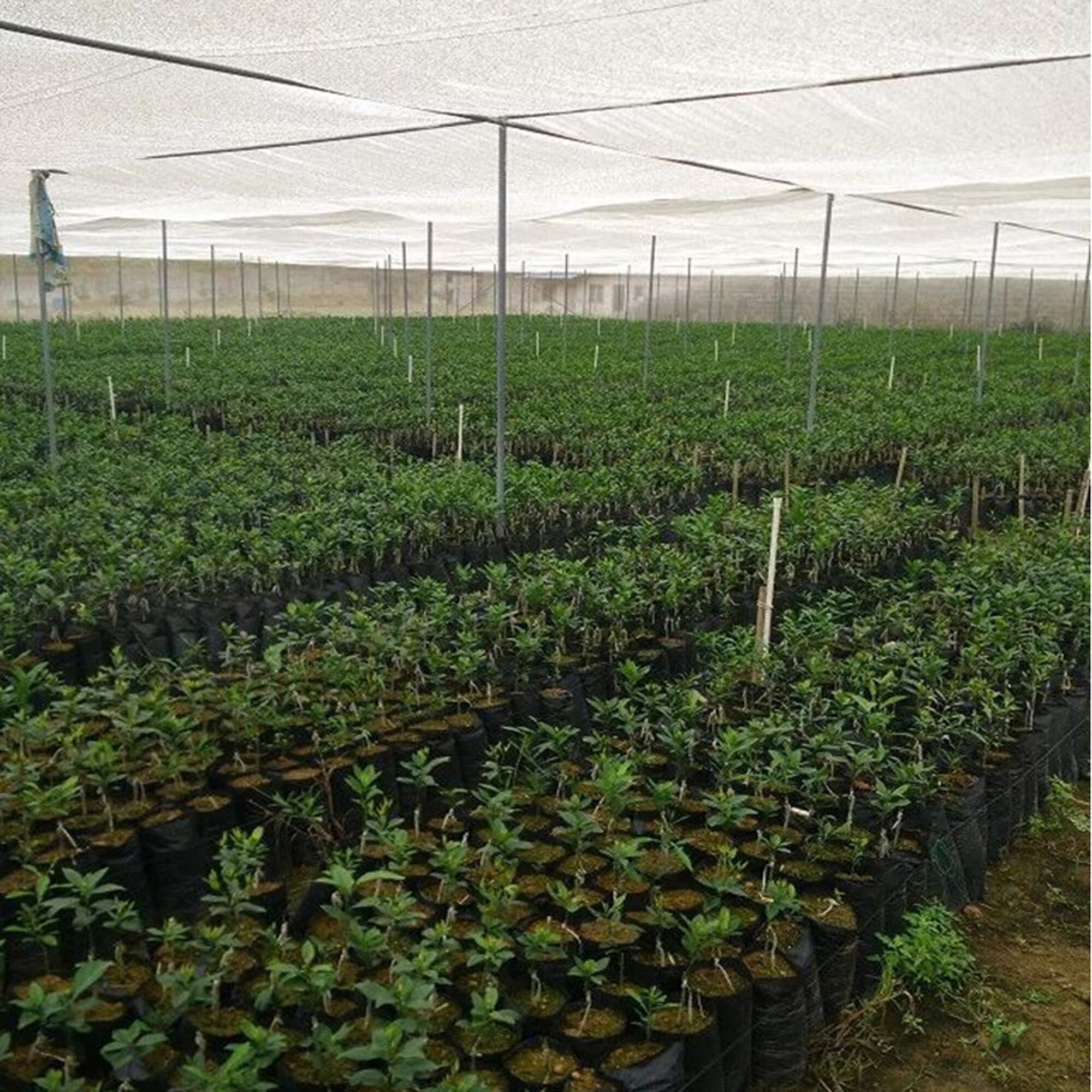 PE Plastic Nursery Bags Plant Grow Bags Seedling Pots With Breathable Holes Flowers Garden Supplies For Fruits Vegetables 10 Pcs