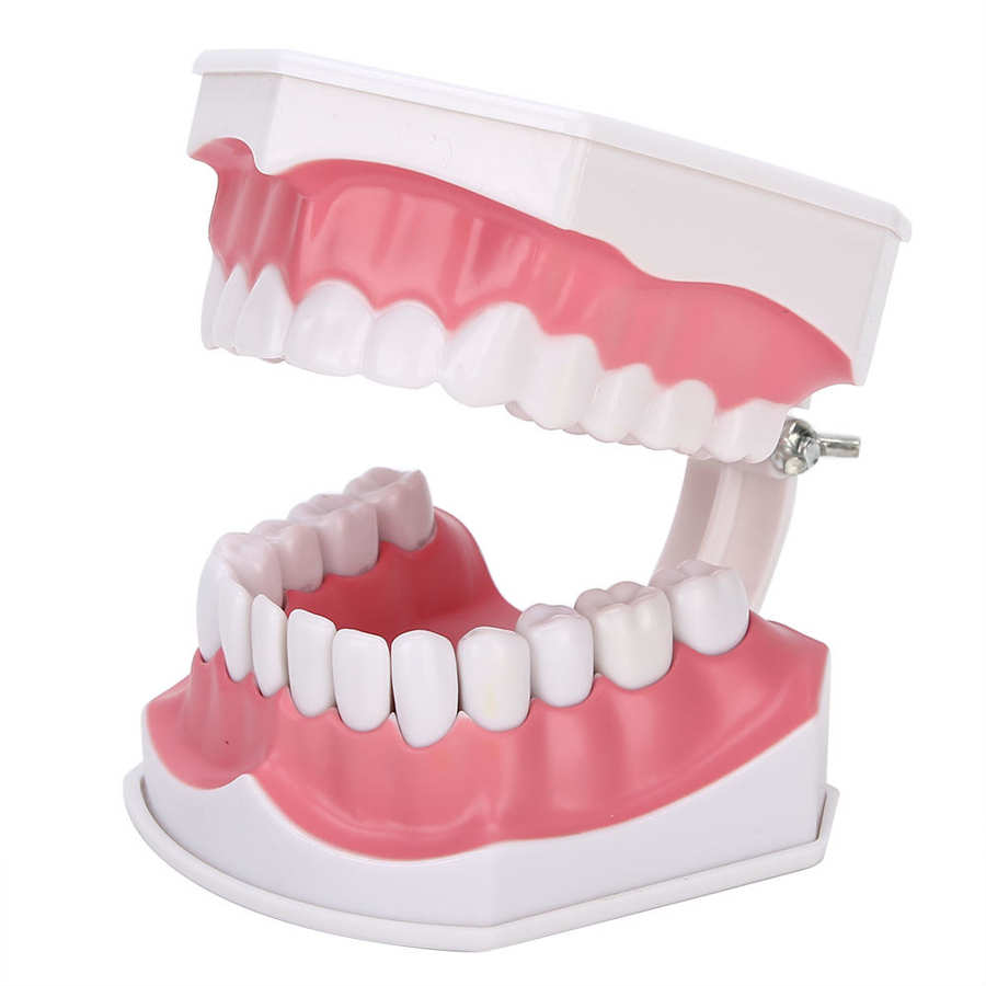 Tooth model 180 degrees open gum model shows you the position of each tooth comes with a toothbrush to teach