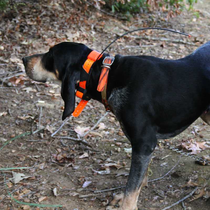 Antena de repuesto para Collar de seguimiento de perro GPS, correa para Collar de 3/4 "para Pathfinder de Dogtra PathCol PathMini Pathfinder TRX