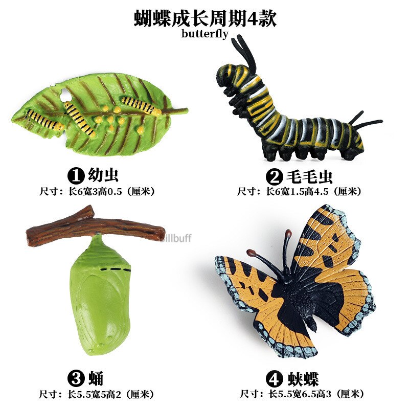 Butterfly Growth Cycle Bee Ladybug Spider Life Cycle Models Simulation Animal Model Action Figures Teaching Material For Kid: Animal Toys 15