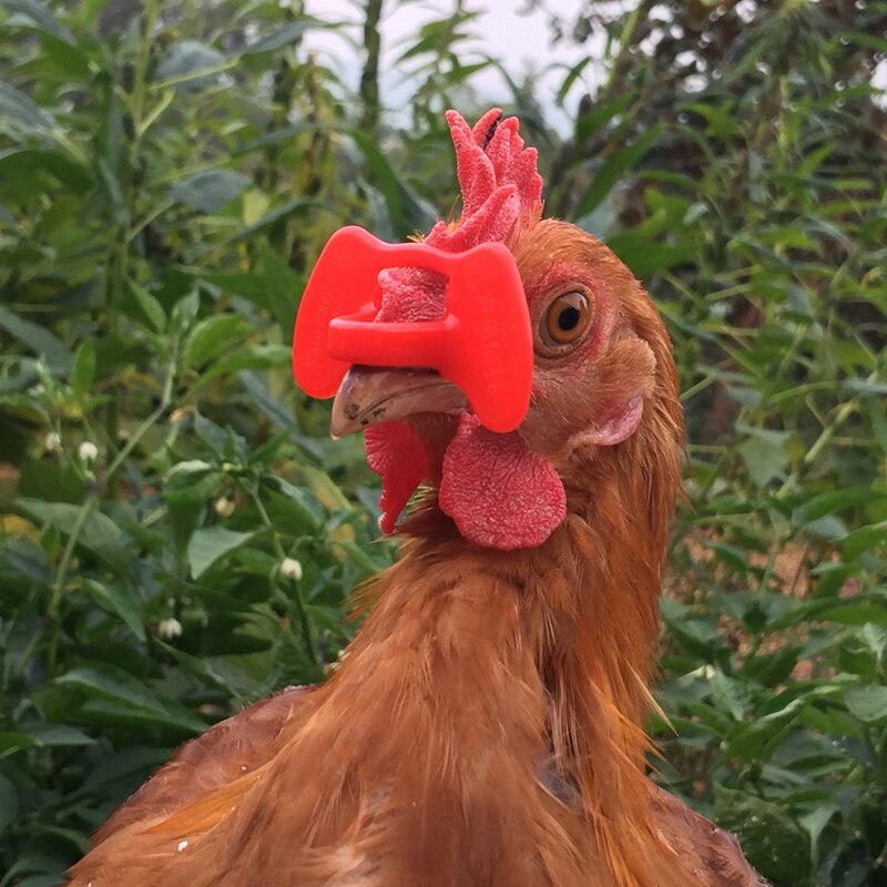 500 ensembles poulet Gles rouge paon lunettes faisan Gles volaille