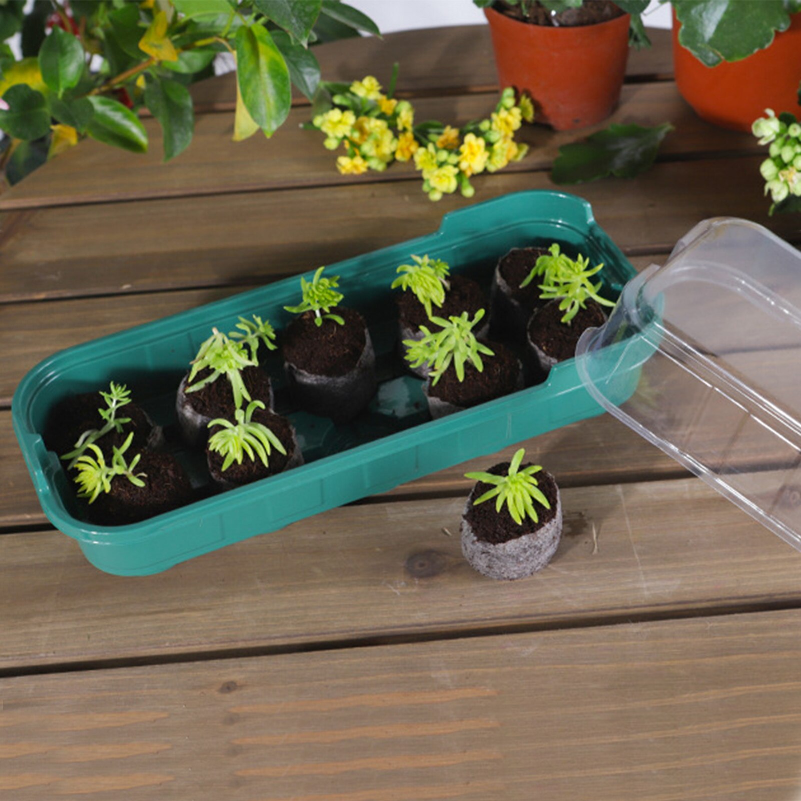 Plateau de démarrage de graines réutilisable 10 cellules, Mini plateau de démarrage de graines d&#39;intérieur en plastique avec rebord de fenêtre en dôme, Kits de serre pour graines