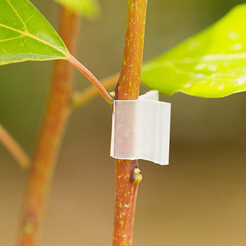 Clip para Injerto de plantas, macetas de plástico para jardín, tomate, flores, horticultura, 100 Uds.