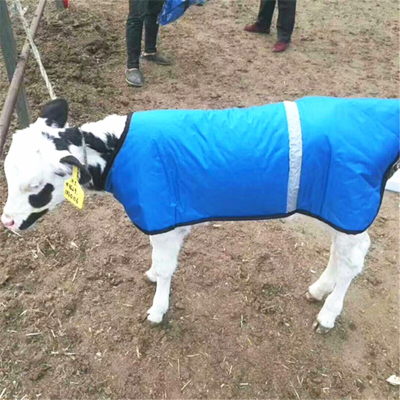 Warme Kleding en Kalf Deken voor Geit en Koe in Zuivel Farm