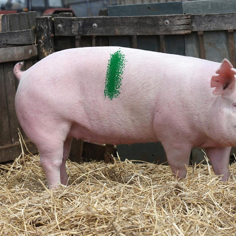 Lápiz para marcar crayones de cerdo y ganado, marcadores de cría de animales