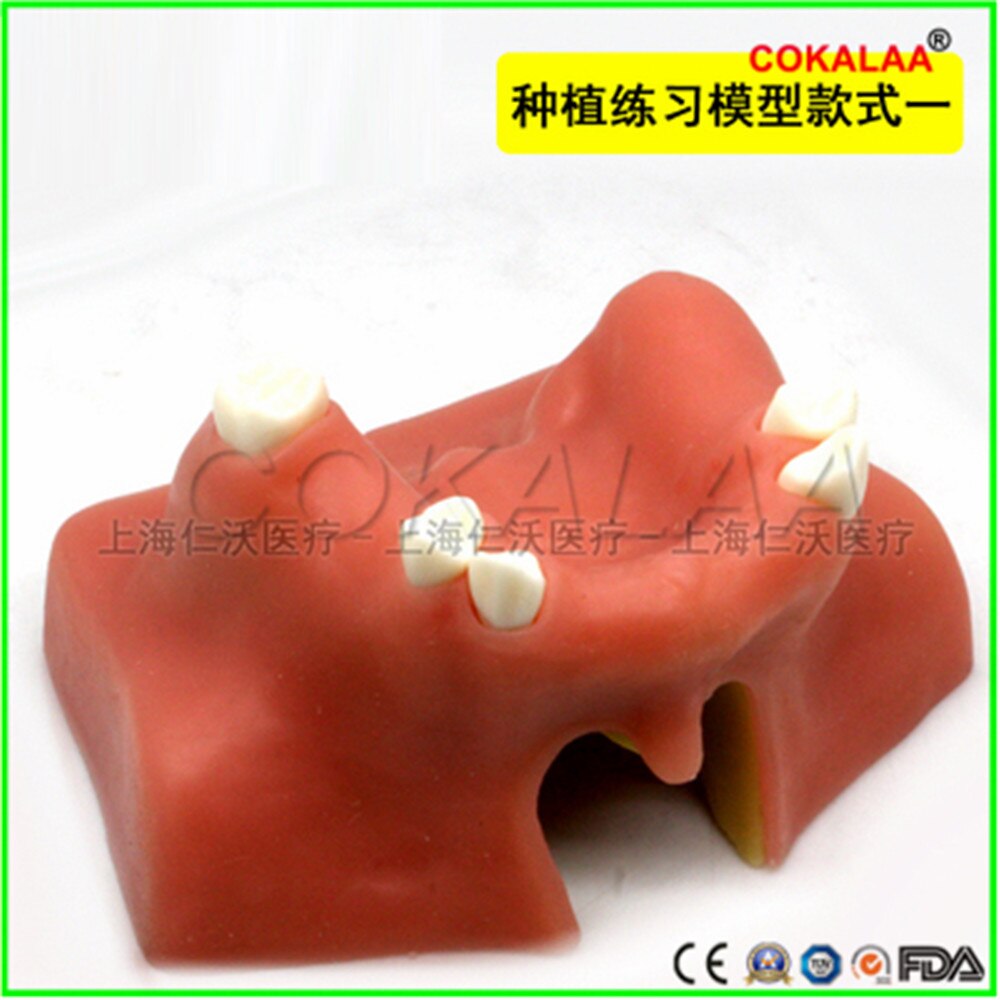 Matériel dentaire de bonne , modèle dentaire pour implant oral, chirurgie du sinus maxillaire, équipement pour les gencives souples, 1 pièces