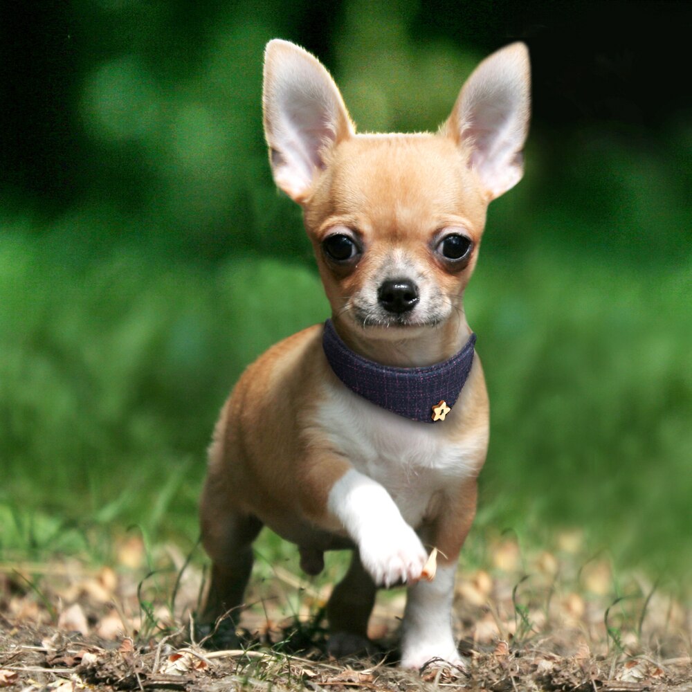 Bandana halsbånd til små mellemstore hunde chihuahua justerbart læder hvalpe kattehalsbånd plaid tørklæde halstørklæde hundetilbehør slips