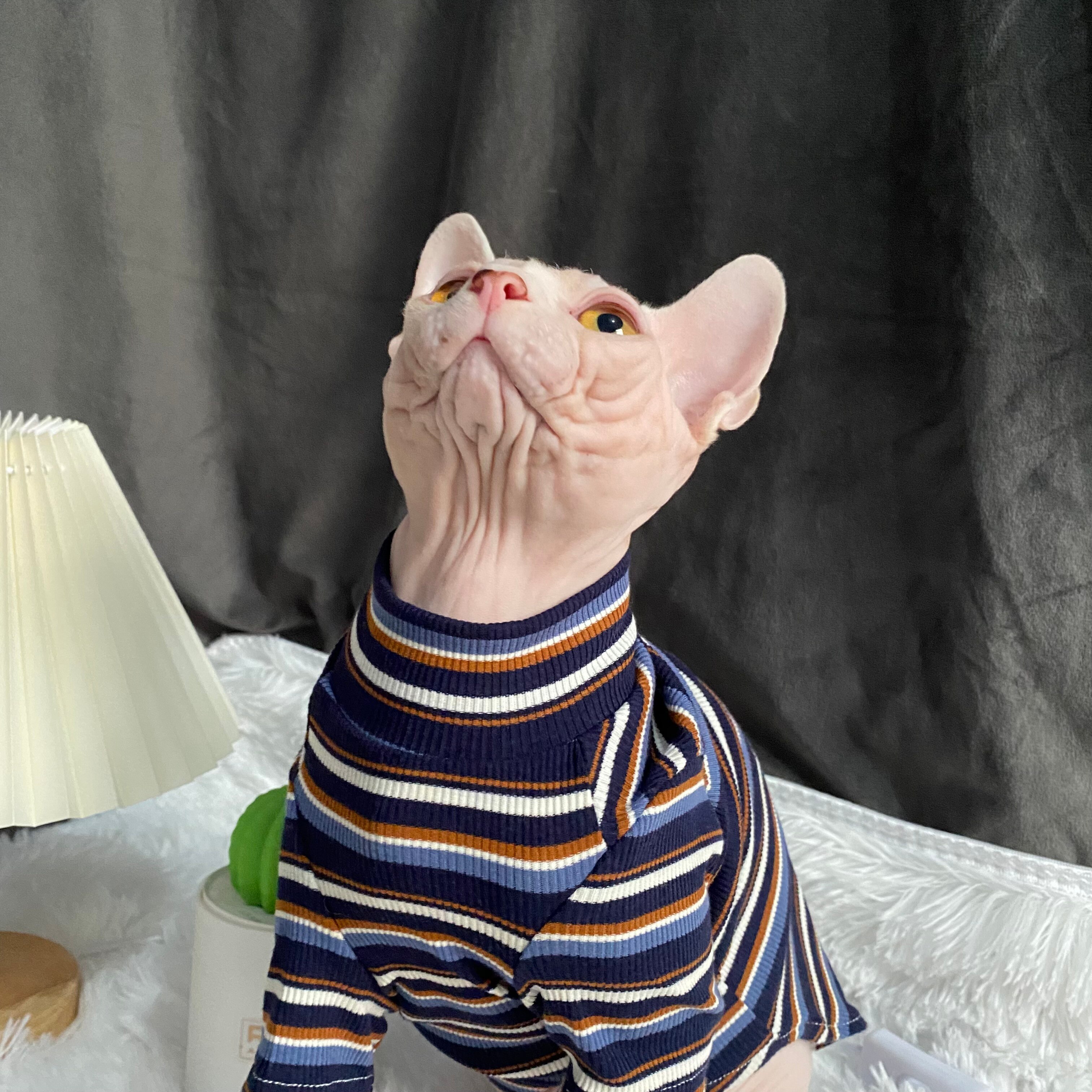 C &amp; C Strips Lente Zomer Sphinx Kleding Huisdier Kleding Katoen Beerus Devin Rex Kostuum Sphynx Shirt Haarloze Kat Kleding outfit