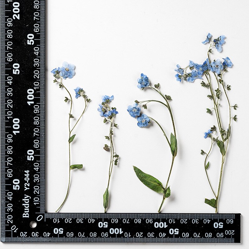 Fleur séchée Myosotis Sylvatica avec tige, goutte à goutte, colle, étui de téléphone portable, fabrication de bijoux, 12 pièces/paquet: Default Title
