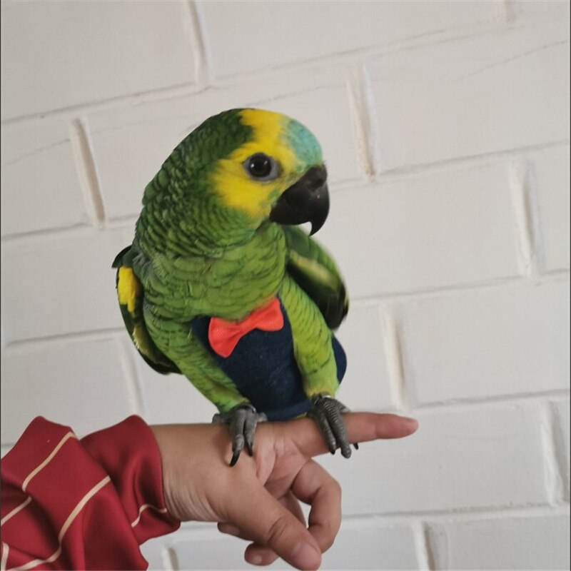 Pañal para pájaros y loros, traje de vuelo, ropa de pañales para mejillas verdes, periquito, cacatúa, palomas, mascotas, heces, bolsillo,