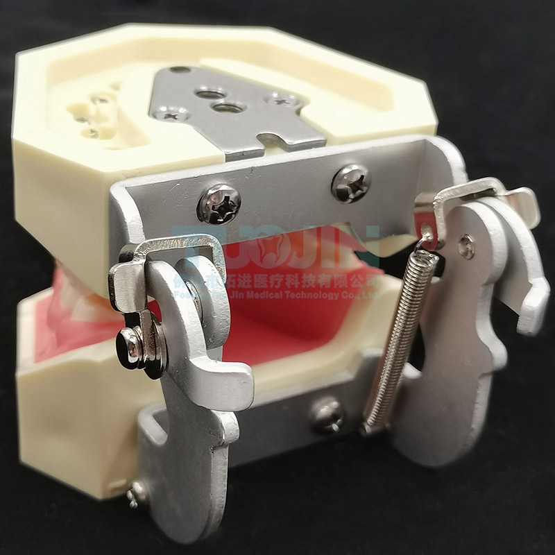 Dental Tooth Model Dental Model Oral Teaching Resin Teeth With 28 Removable Typodont Teeth Dentistry Material For Students