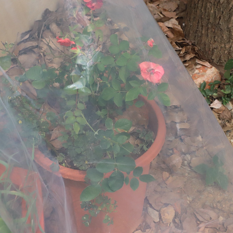 Película transparente para invernadero de verduras, cubierta de plástico para cultivo agrícola, protección Anti-UV para jardín, 0,1mm de espesor