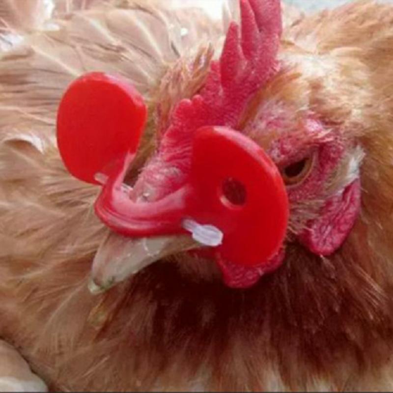Gafas antipectorales para gallinas y faisán, equipo de cría de pollos, gafas para el pene, para Cocina y jardín, 20 Uds.