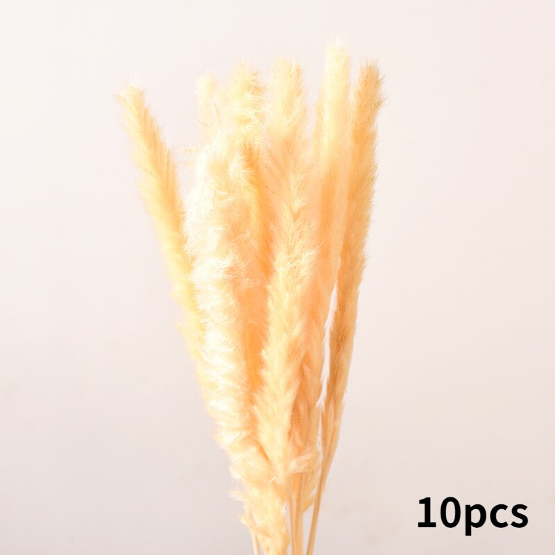 10Pcs Dry Dried Small Pampas Grass Flowers Pantas Artificiales Para Decoracion Real Plants Home Decor Wedding Decoration: off white