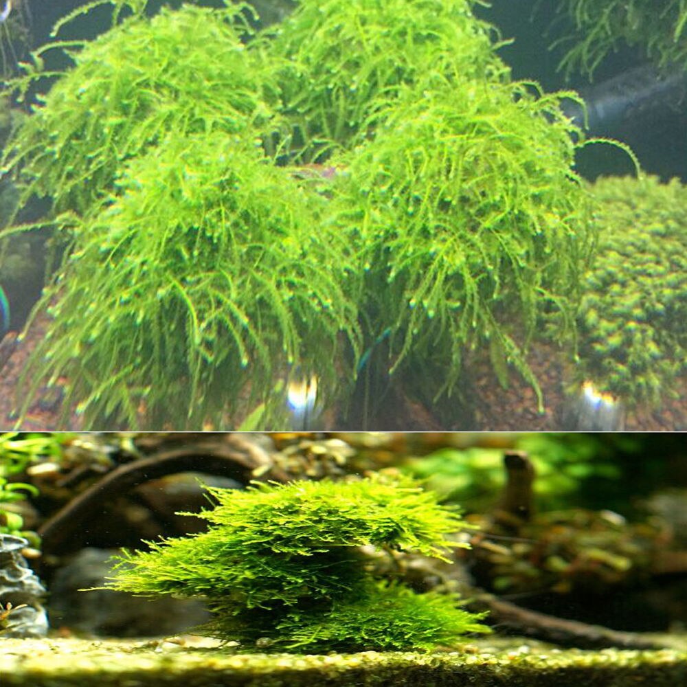Nyeste 5cm akvarie akvarium medier mos kugle levende plante filter filtrering nyeste indretning