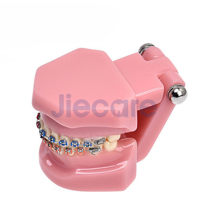 1 PC Dental Standard Teeth Model Oral Care Tooth Cleaning for Dental Teaching&amp;Practice Simulation: B