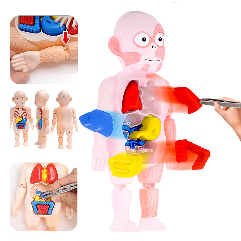 Menschlichen Torso Körper Modell 3D Puzzle Menschlichen Anatomie Modell Abnehmbare Orgel Puzzle Intellektuelle Spiel Spielzeug Art Pädagogisches Zubehör