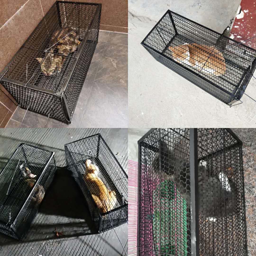 Cat Catching Cage Fully Automatic Cat Catching Tool Humane Rescue Supermarket Extra Large Catching Wild Cat Cage Folding Style